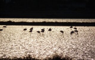 Naturreservat Diaccia Botrona - Réserve naturelle de Diaccia Botrona -Diaccia Botrona Nature Reserve - Riserva Naturale di Diaccia Botrona - Foto di Mariano da Pixabay