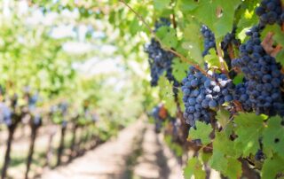 Besuch der Weinkeller -Visite de vignobles -Visit to wineries - Visita alle Cantine di Marina di Grosseto -Foto di Jill Wellington: https://www.pexels.com/it-it/foto/uva-in-vigna-durante-il-giorno-39351/